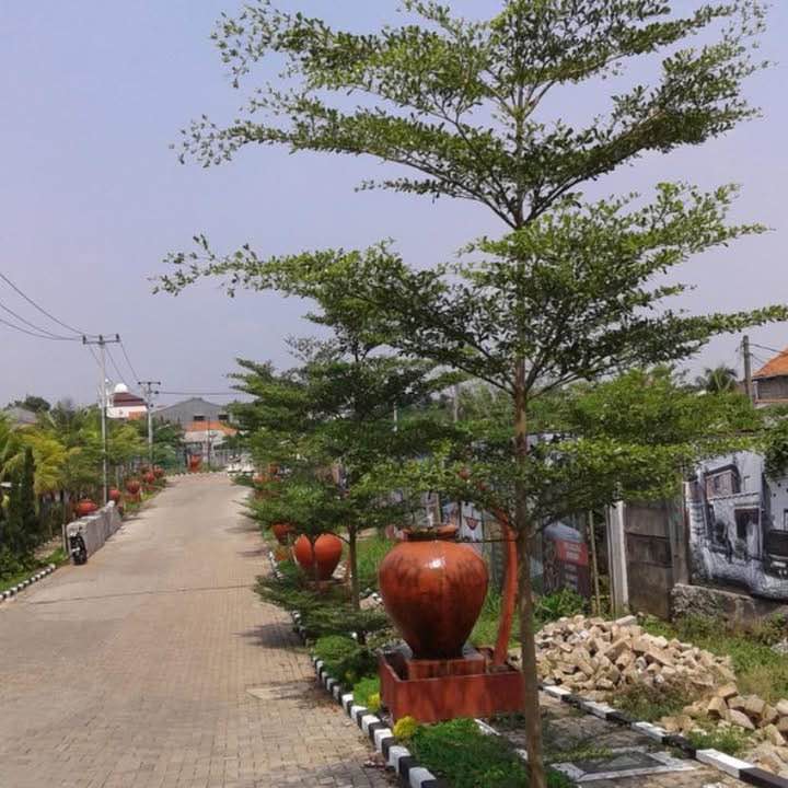 Ketapang kencana