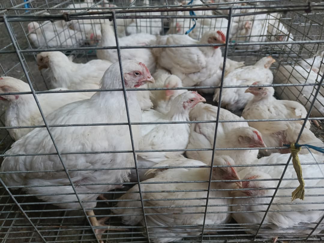 Ayam Broiler Baratu