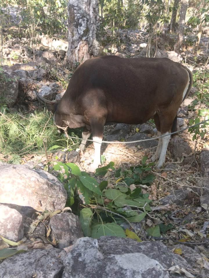 Karau baka Alin 4