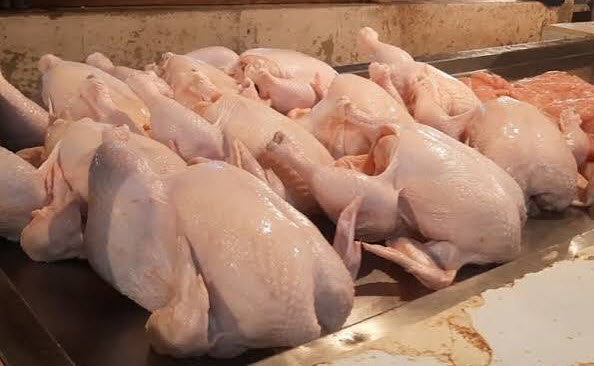Ayam Broiler
