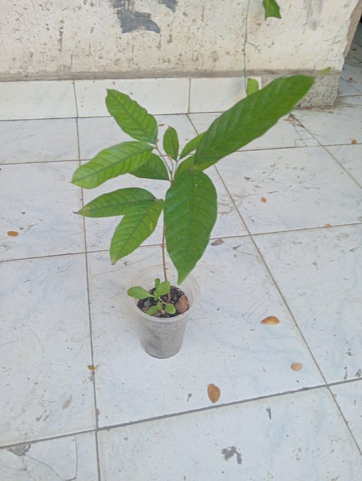 Bibit Rambutan